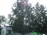 Tree Removal  Riverview, MO 1