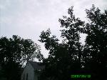 Tree Removal Riverview, MO 2