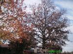 Large Oak Removal Hazelwood, Mo