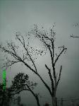 Hazelwood Dead Tree Removal Missouri Nov,2008 1
