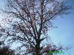 Large Oak Removal Hazelwood, MO 2