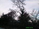 Large Oak Removal Hazelwood, Mo 3