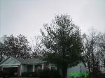 Tree removal O'Fallon